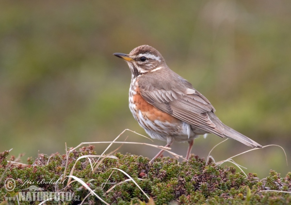 Drozd cvrčala (Turdus iliacus)