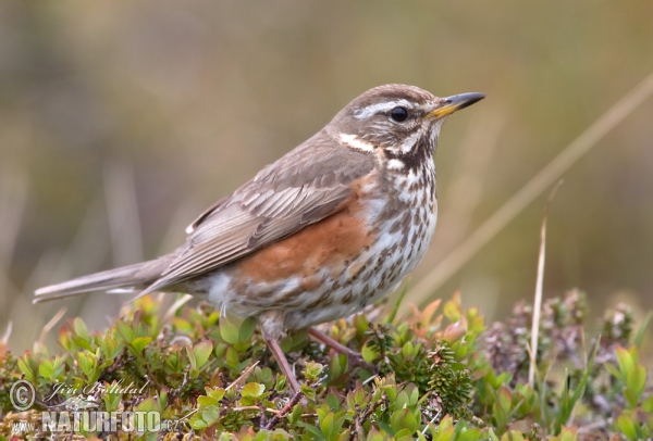 Drozd cvrčala (Turdus iliacus)