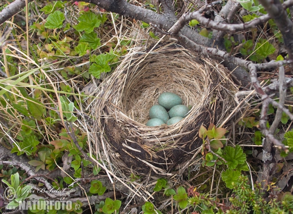 Drozd cvrčala - hnízdo (Turdus iliacus)