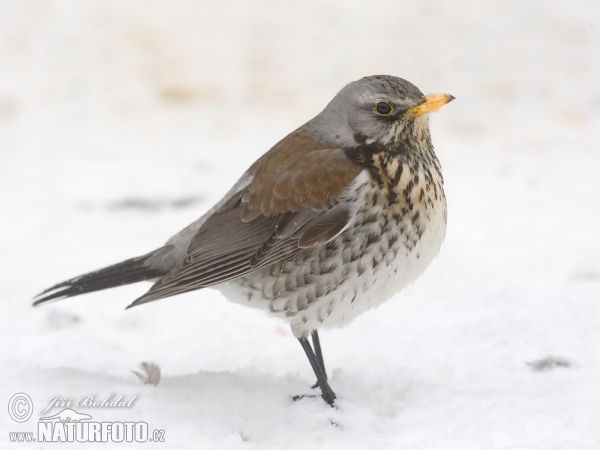 Drozd kvíčala (Turdus pilaris)