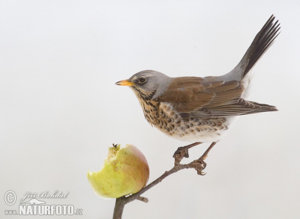 Drozd kvíčala (Turdus pilaris)