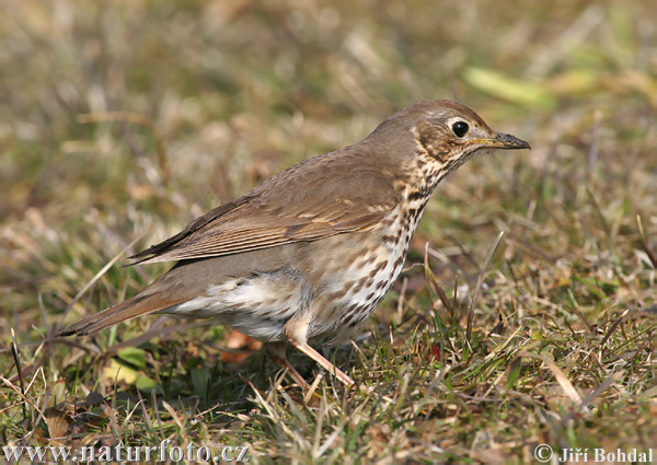 Drozd plavý (Turdus philomelos)