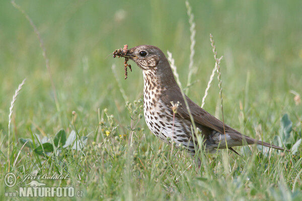 Drozd plavý (Turdus philomelos)