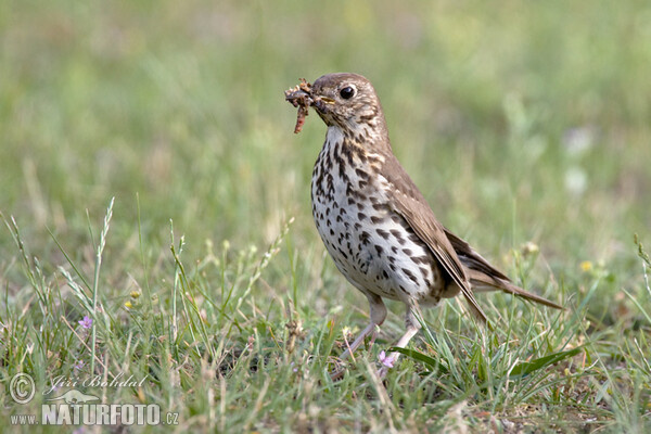 Drozd plavý (Turdus philomelos)