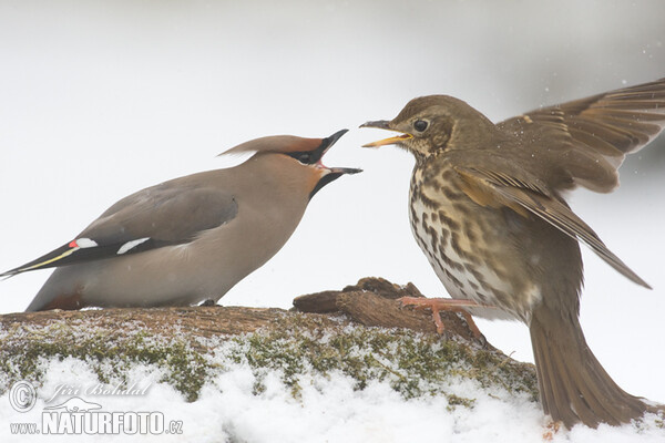 Drozd plavý (Turdus philomelos)