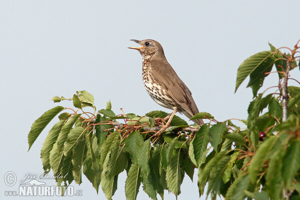 Drozd plavý (Turdus philomelos)