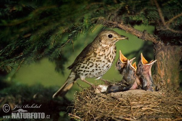 Drozd plavý (Turdus philomelos)