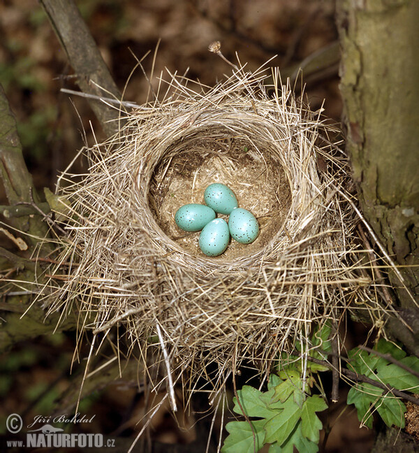 Drozd plavý (Turdus philomelos)