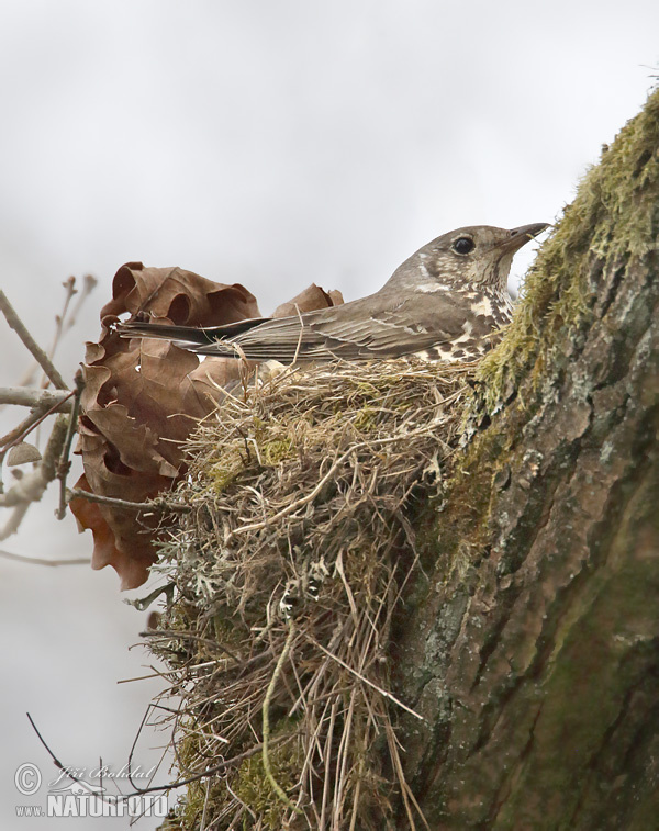 Drozd trskotavý (Turdus viscivorus)