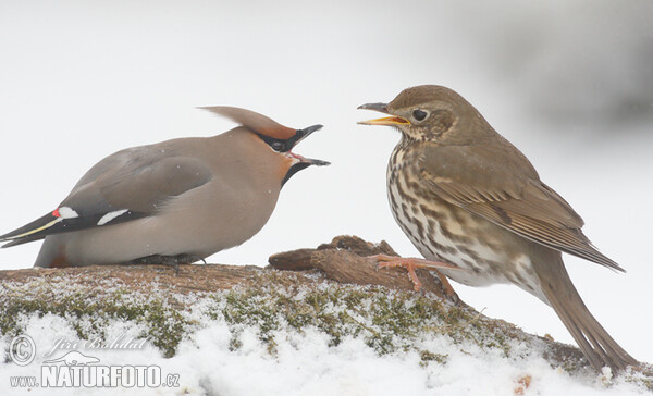 Drozd zpěvný (Turdus philomelos)