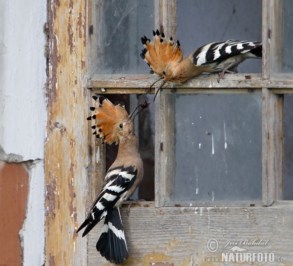 Dudok chochlatý (Upupa epops)