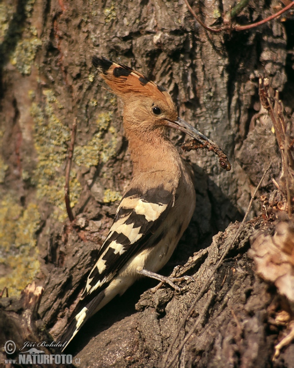 Dudok chochlatý (Upupa epops)