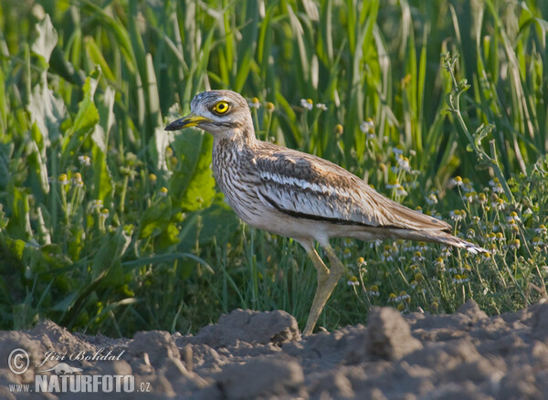 Dytík úhorní (Burhinus oedicnemus)