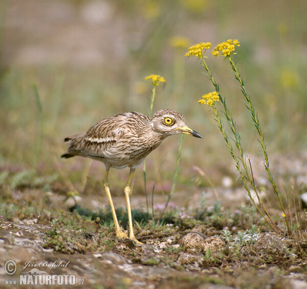 Dytík úhorní (Burhinus oedicnemus)