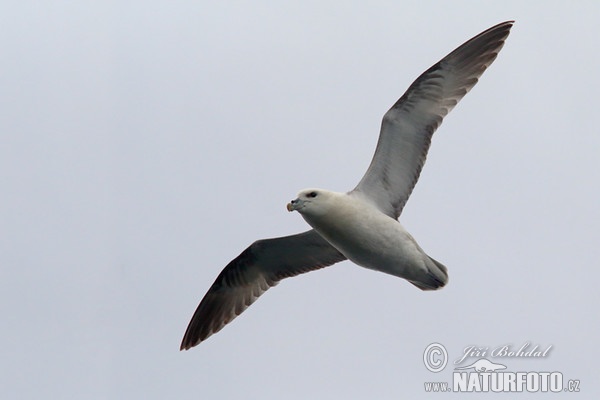 Fulmar ľadový (Fulmarus glacialis)