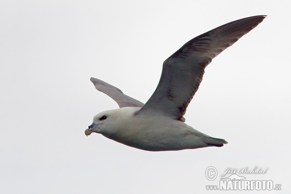 Fulmar ľadový (Fulmarus glacialis)