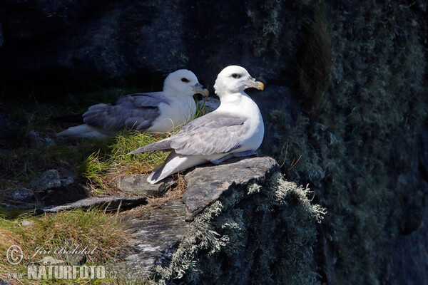 Fulmar ľadový (Fulmarus glacialis)