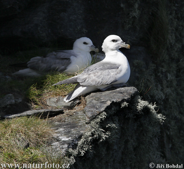 Fulmar ľadový (Fulmarus glacialis)
