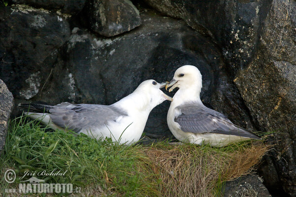 Fulmar ľadový (Fulmarus glacialis)