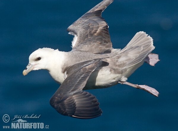 Fulmar ľadový (Fulmarus glacialis)