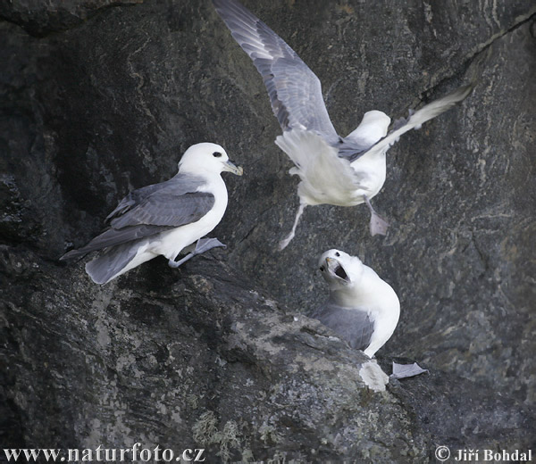 Fulmar ľadový (Fulmarus glacialis)