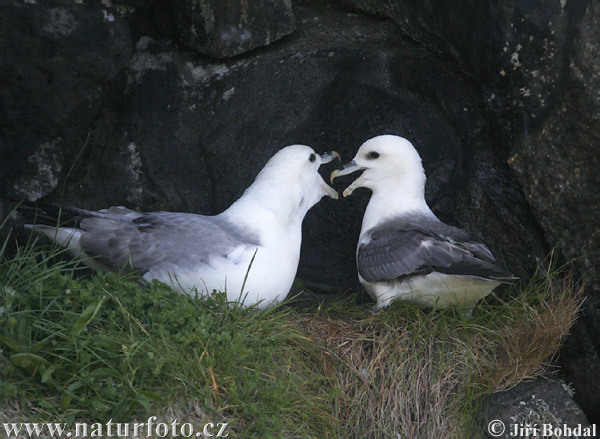 Fulmar ľadový (Fulmarus glacialis)