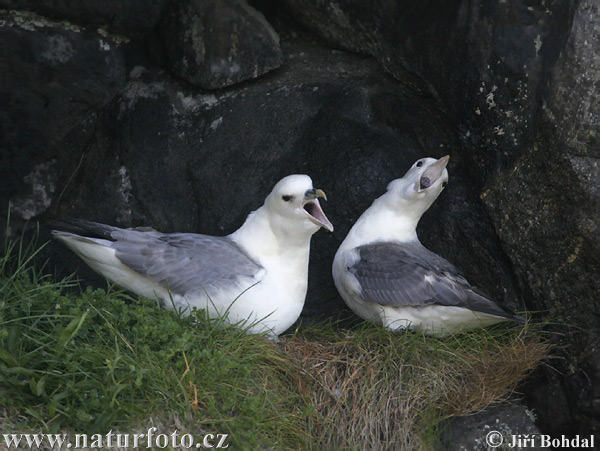 Fulmar ľadový (Fulmarus glacialis)