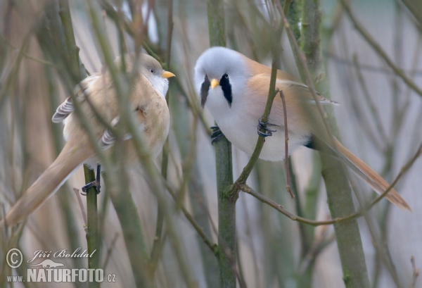 Fúzatka trstinová (Panurus biarmicus)