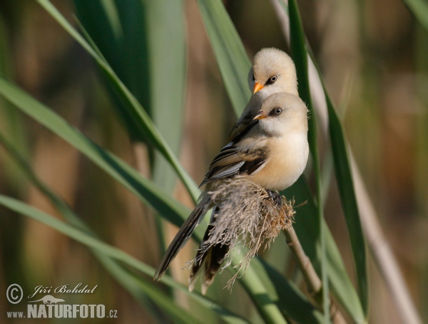 Fúzatka trstinová (Panurus biarmicus)