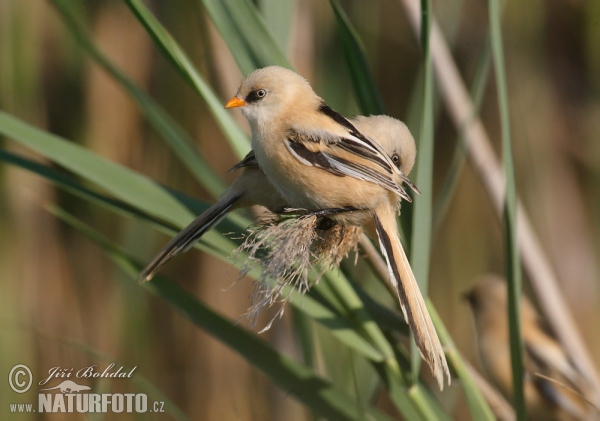 Fúzatka trstinová (Panurus biarmicus)