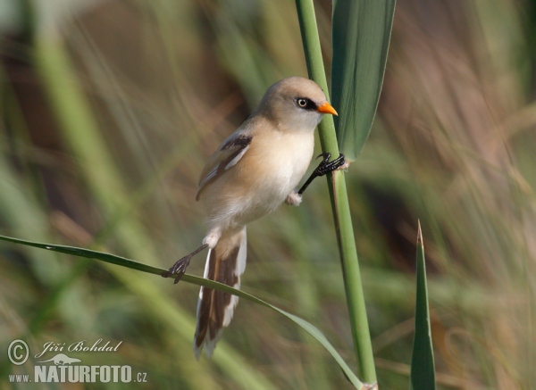 Fúzatka trstinová (Panurus biarmicus)