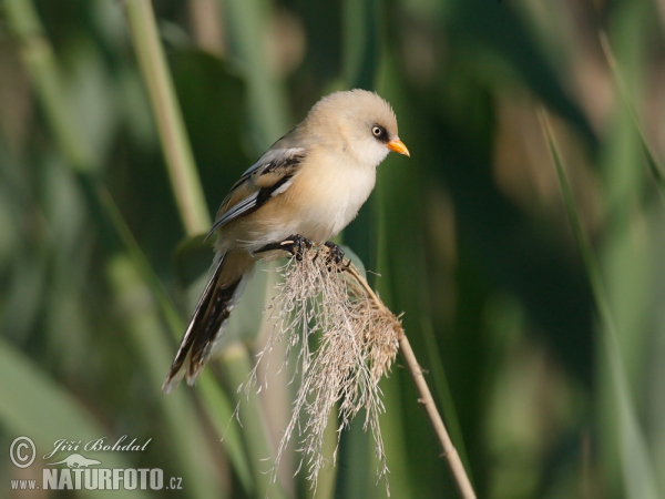 Fúzatka trstinová (Panurus biarmicus)