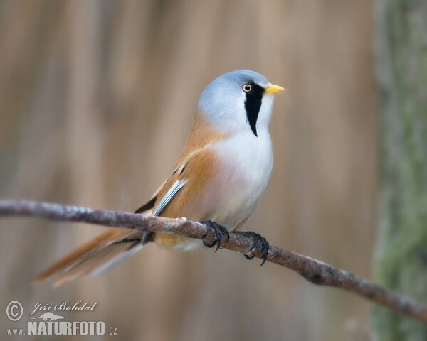 Fúzatka trstinová (Panurus biarmicus)