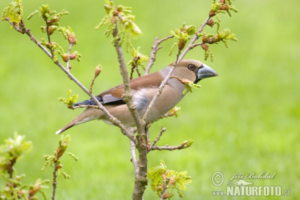 Glezg obyčajný hrubozobý (Coccothraustes coccothraustes)