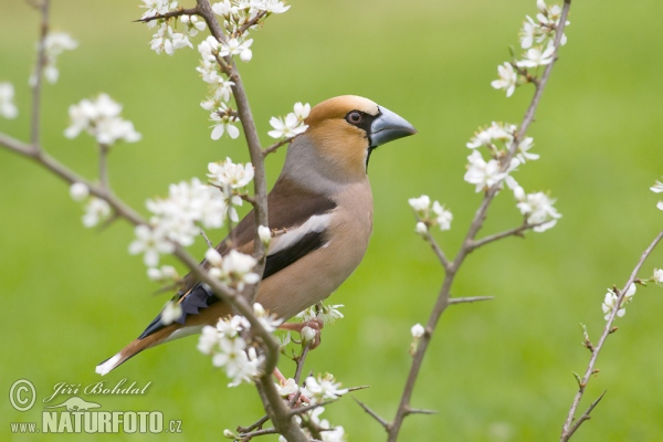 Glezg obyčajný hrubozobý (Coccothraustes coccothraustes)