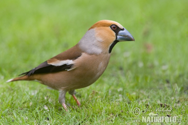 Glezg obyčajný hrubozobý (Coccothraustes coccothraustes)