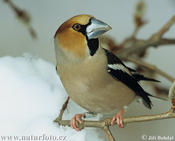 Glezg obyčajný hrubozobý (Coccothraustes coccothraustes)