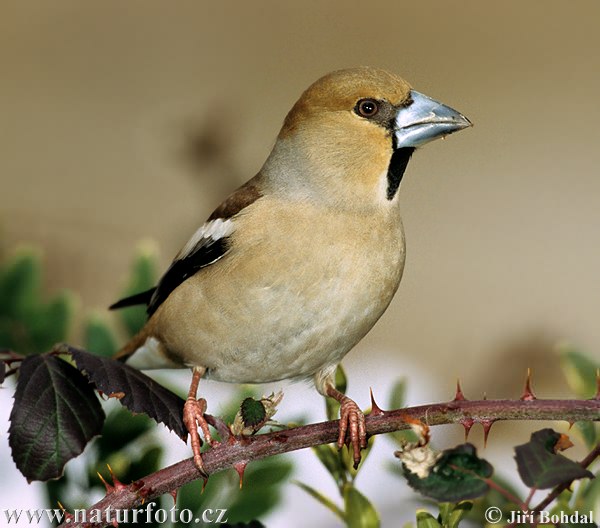 Glezg obyčajný hrubozobý (Coccothraustes coccothraustes)