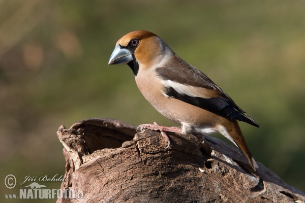 Glezg obyčajný hrubozobý (Coccothraustes coccothraustes)