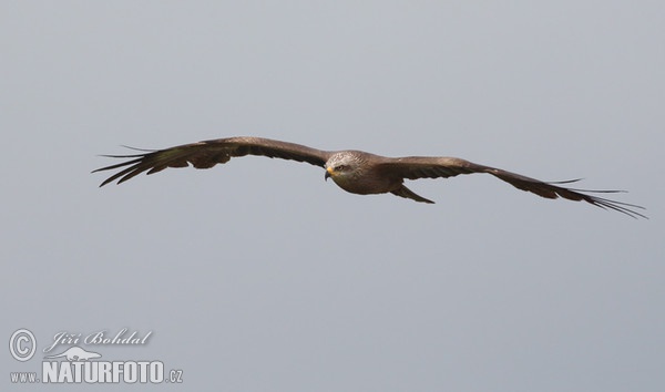 Haja tmavá (Milvus migrans)