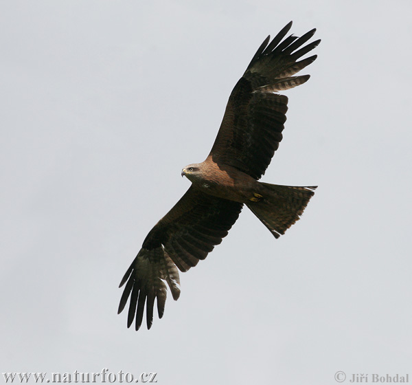 Haja tmavá (Milvus migrans)