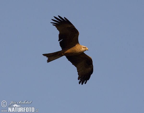 Haja tmavá (Milvus migrans)