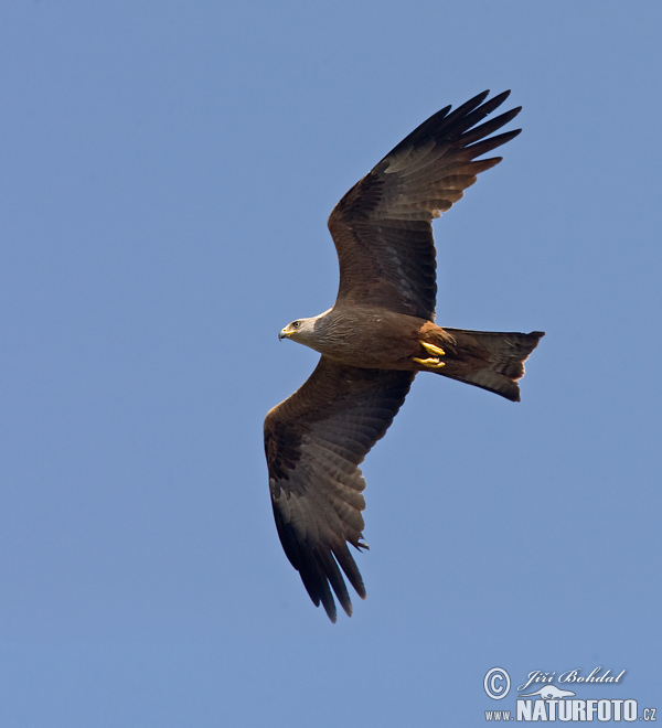 Haja tmavá (Milvus migrans)