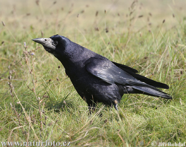 Havran čierny (Corvus frugilegus)