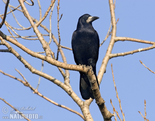 Havran čierny (Corvus frugilegus)