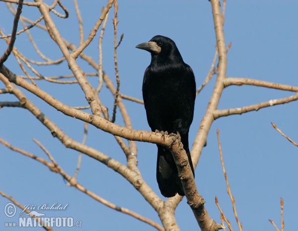 Havran čierny (Corvus frugilegus)