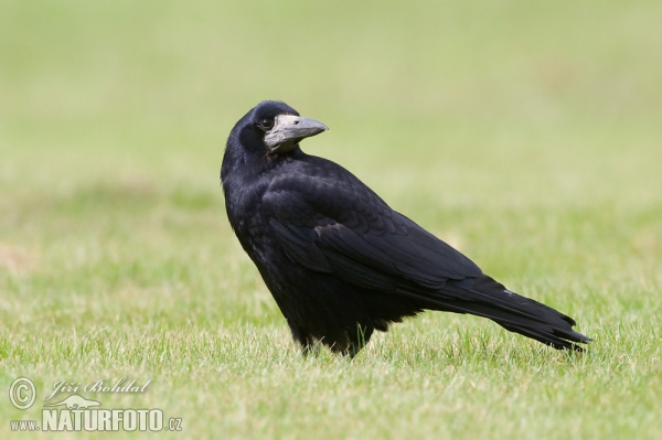 Havran čierny (Corvus frugilegus)