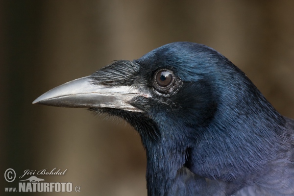 Havran čierny (Corvus frugilegus)