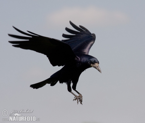 Havran čierny (Corvus frugilegus)