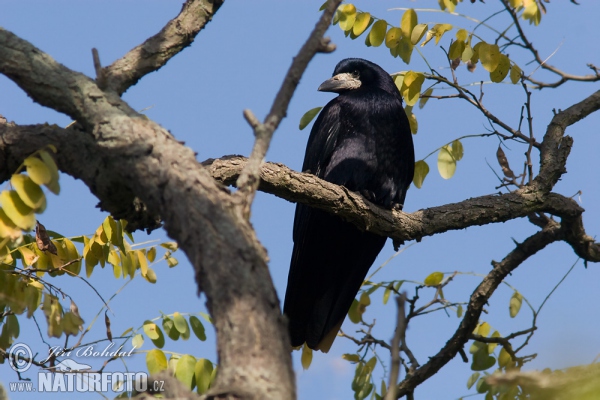 Havran polní (Corvus frugilegus)